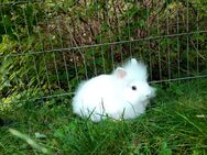 Zwergkaninchen Löwenköpfchen - Niederwiesa