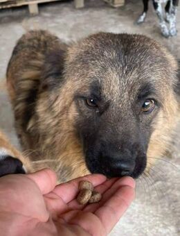 JACK braucht so sehr ein Zuhause - Neuberg