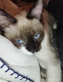 Verkaufe Siam snowshoe Katze in 59269