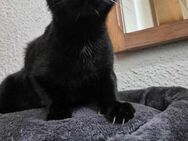 🩷 Zuckersüße blinde Marley sucht ihren - Margetshöchheim