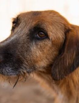 Oscar möchte endlich die Welt entdecken - Hamburg