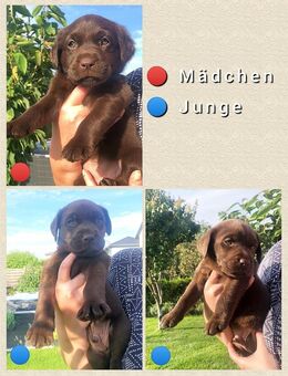 Zuckersüße Labradorwelpen - Ahrensfelde