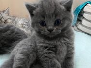 Britisch kurzhaar katzenbabys BKH BABYS - Lollar