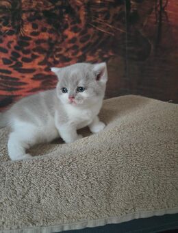 Britisch Kurzhaar Kater mit Stammbaum - Arenshausen