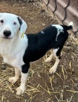 freundlicher Junghund Tayron - Kallmünz