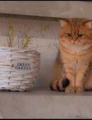 Bkh deckkater Golden er hat Erfahrung in 45307