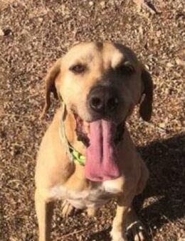 Freundlicher Vizla Bobby sucht - Mettmann