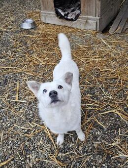 Albutu - der Schatz! - Schwaig (Nürnberg)