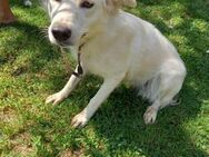 Tillie sucht ihre Familie - Kalkar