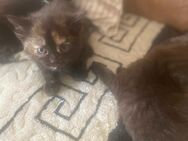 Katzen kitten - Northeim