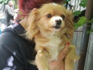 Bella (blond) - Pfinztal