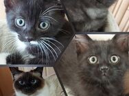 Siam Kitten Mixt - Neunkirchen-Seelscheid