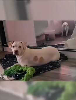Cicko sucht ein neues zu hause - Jesteburg