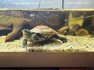 2 Dreikielschildkröten zu verkaufen - Dinslaken