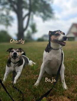 🌸Charly und Baja🌸 Jack Russell Terri - Kassel