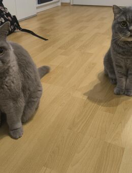 Zwei liebe Kater suchen ein neues zuhause - Duisburg