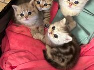 #BKH#babykatzen bereit abzugeben - Euskirchen