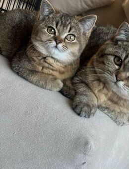 BKH Golden Tabby Geschwister Katzen - Ludwigsburg