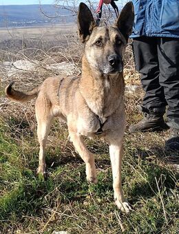 Nuvo 🐾 Kämpfer mit Charme sucht dich - München