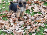 Mix welpe shitzu+yorkshire kleine welpe mischling welpe sübe hunde welpe suchen eine neue liebevolle Familie shi tzu yorkshire