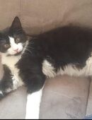 Jung Kater abzugeben in 66352