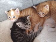 Rotes Katerchen sucht noch ein zu Hause - Elsterberg