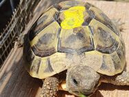 Griechische Landschildkröten NZ 2022 - Freilassing