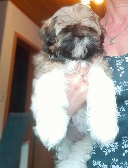 Shih-Tzu Welpen (Abholbereit) - Lauda-Königshofen