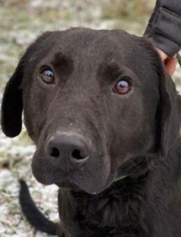 ROMEO sucht Koerbchen - Gefrees