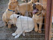 Rüde Labrador noch 1 kleiner Mann ab dem 16.10.24 - Möckern (Sachsen-Anhalt)