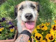 Harina eine liebevolle Hundemutter - Köln