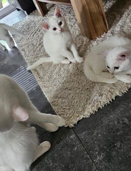 2 Süße Weiße Mischlingskatzen | 4 Monate | Weiblich - Velen