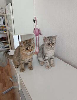 Süße BKH - Kitten - Halberstadt