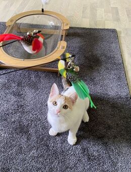 Liebevolle Katzenkinder BKH Mix zu verkaufen - Ohrdruf
