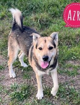 Azra eine offene Familienhündin - Flörsheim-Dalsheim