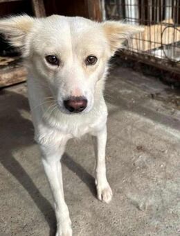 Yuko-bald auf Ps in 80999 München - Nürnberg