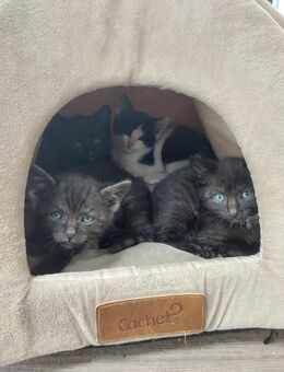 Hofkatze / Kätzchen / Kitten - Fichtenau