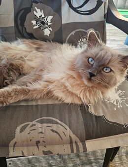 Kater sucht kuschel Platz - Erftstadt