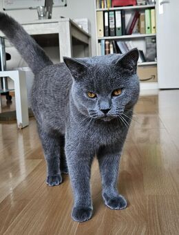 Reinrassiger BKH-Deckkater aus Düsseldorf (Blutgruppe B) - Düsseldorf
