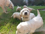 Golden Retriever Welpen - Duderstadt