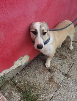 Nico - kinderlieber Jungrüde - Lohra