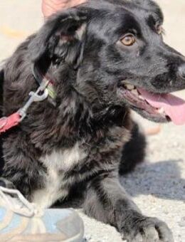 Azzurra ist ein liebenswerter Schatz! - Karben