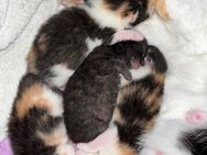 Babykatzen - Überlingen