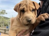 kleiner Abenteurer ASKAN 🐕💞 - Völklingen