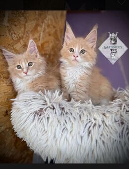 Maine Coon Kitten mit Stammbaum in creme silver tabby - Attendorn (Hansestadt)