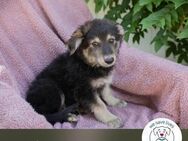Imani: Hundekind sucht ein Zuhause - Kirchzell
