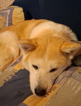 Akita inu Hündin - Limbach (Landkreis Bad Kreuznach)