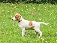 Parson Jack Russell Terrier Welpe - Kiel