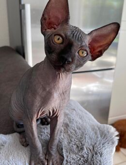 🐾 Kanadische Sphynx Katzen – liebevolle, gesunde und gut sozialisierte Familienmitglieder - Freiburg (Breisgau)