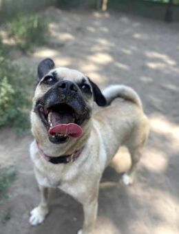 Toby - Clown sucht sein eigene Körbchen - Berlin
